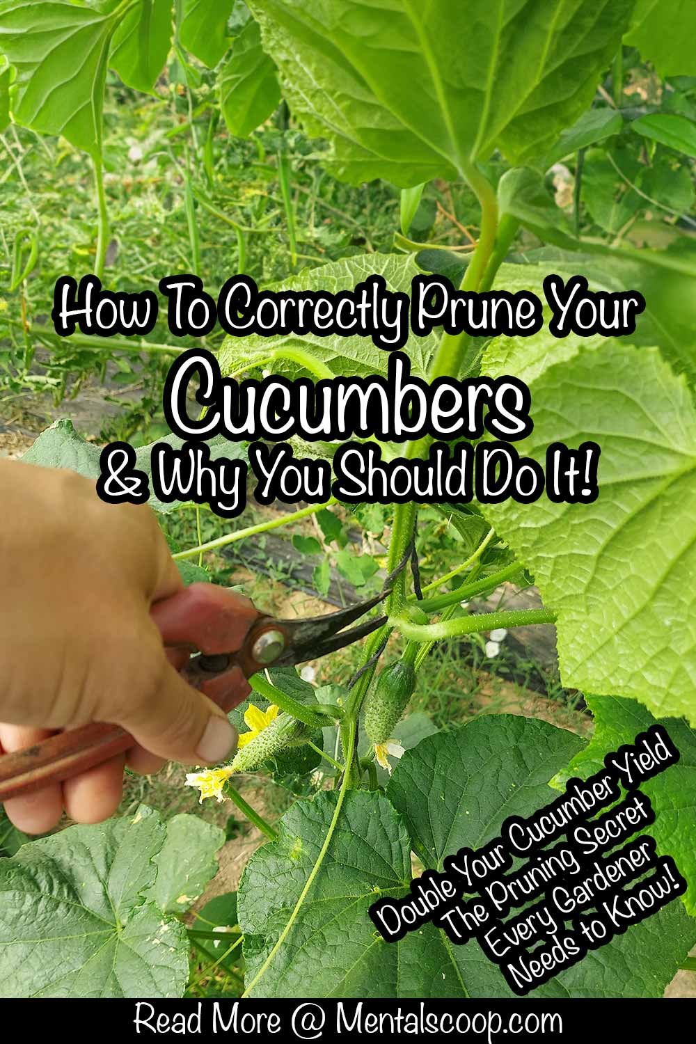 How To Correctly Prune Your Cucumbers And Why You Should Do It