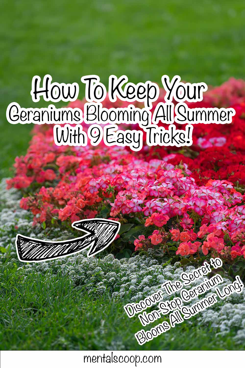 How To Keep Your Geraniums Blooming All Summer With 9 Easy Tricks