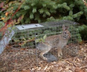 20 Ways to Deter Rabbits from Eating Your Garden - Mental Scoop