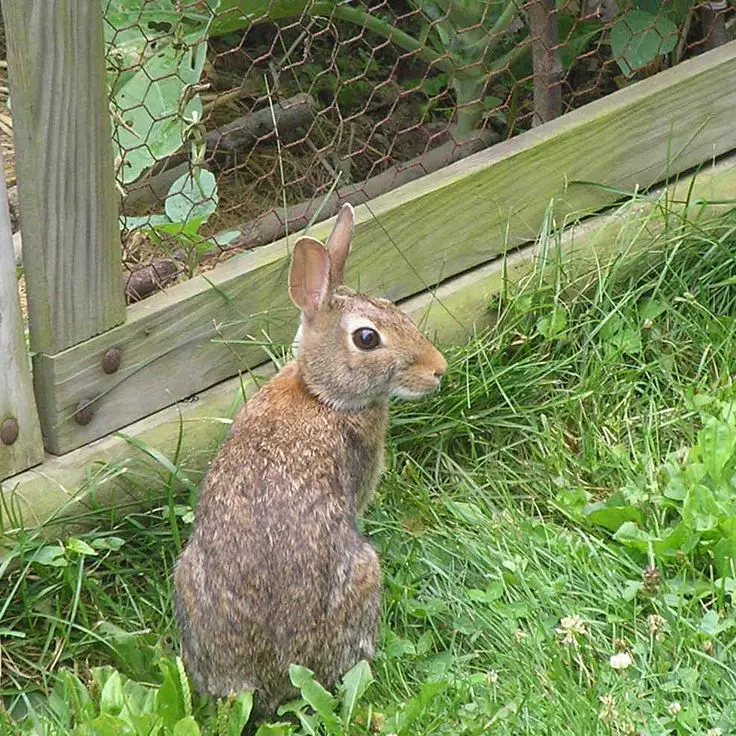 20 Ways to Deter Rabbits from Eating Your Garden - Mental Scoop