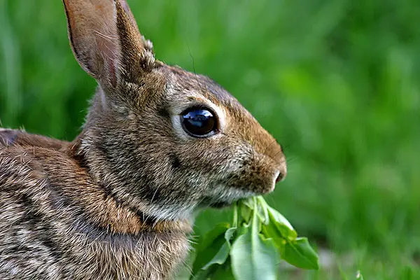 20 Ways to Deter Rabbits from Eating Your Garden - Mental Scoop