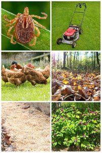 10 Natural Ways To Keep Ticks Out Of Your Garden - Mental Scoop