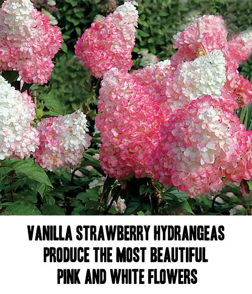 Vanilla Strawberry Hydrangeas Produce The Most Beautiful Pink And White  Flowers - Mental Scoop