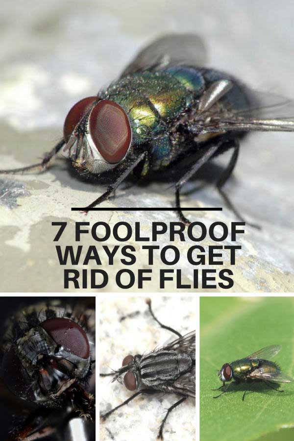 How to Get Rid of Flies