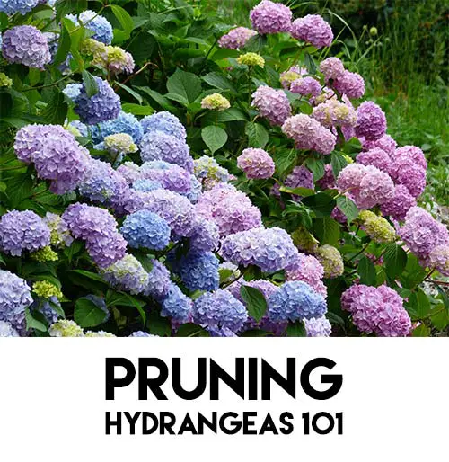 Pruning Hydrangeas 101 - Mental Scoop