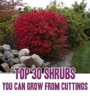 Top 30 Shrubs You Can Grow From Cuttings - Mental Scoop