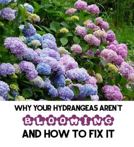 Why Your Hydrangeas Aren't Blooming and HOW To FIX It - Mental Scoop