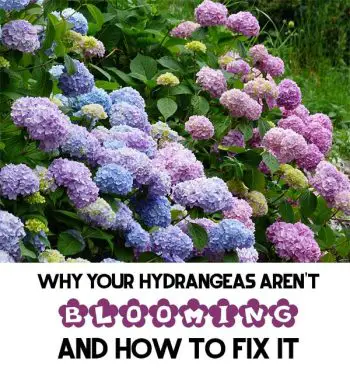 Why Your Hydrangeas Aren't Blooming and HOW To FIX It - Mental Scoop