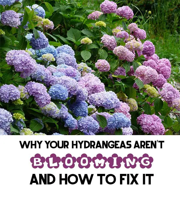 Why Your Hydrangeas Aren't Blooming And HOW To FIX It - Mental Scoop