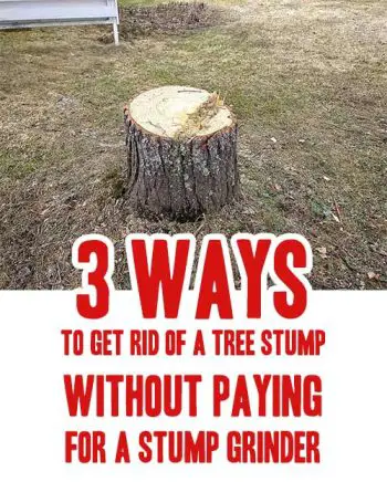 3 Ways To Get Rid Of A Tree Stump Without Paying For A Stump Grinder ...