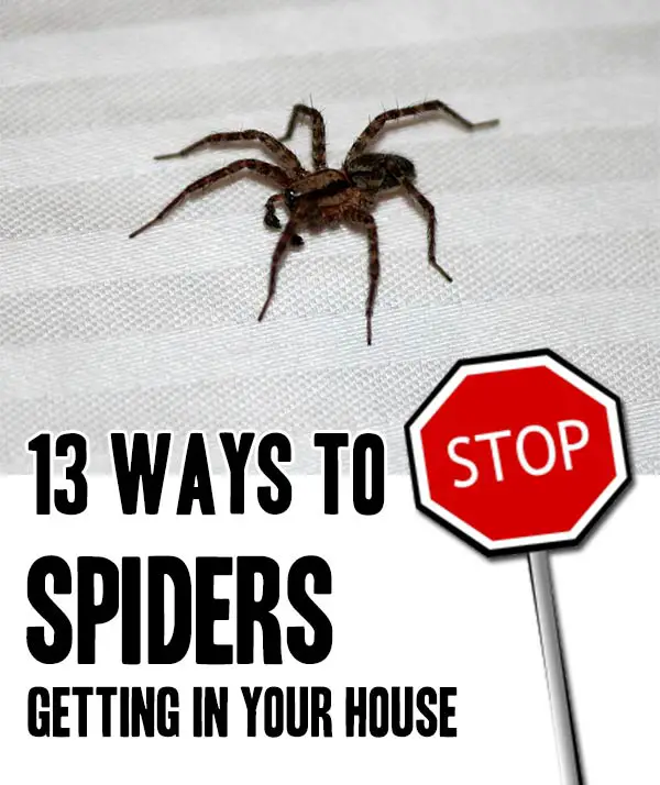 How To Stop Spiders Getting Into Your House