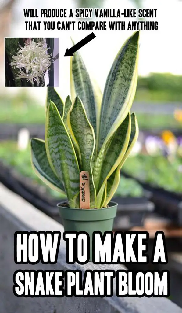 How To Make A Snake Plant Bloom Mental Scoop