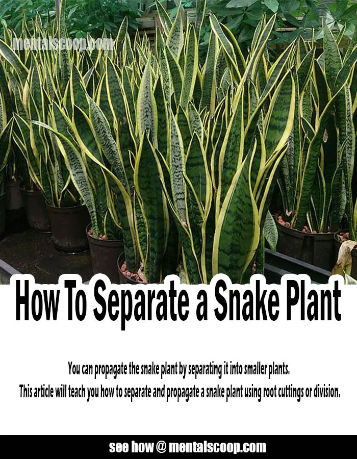 How To Separate a Snake Plant - Mental Scoop