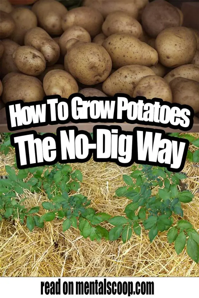 How To Grow Potatoes The No-Dig Way