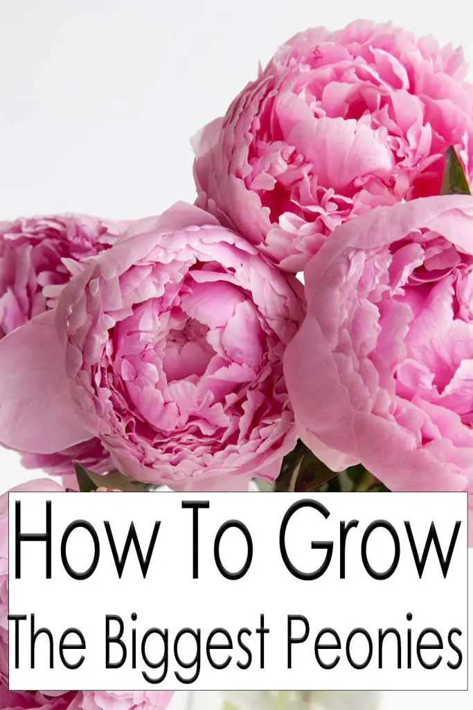 How To Grow The Biggest Peonies - Mental Scoop