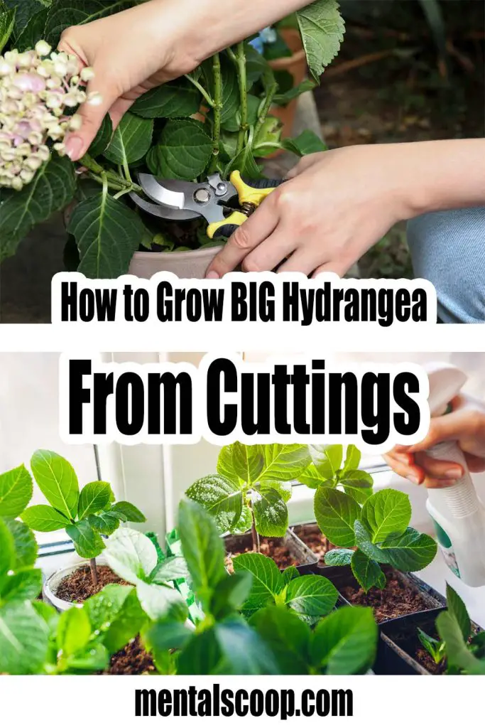 How to Grow Hydrangea from Cuttings