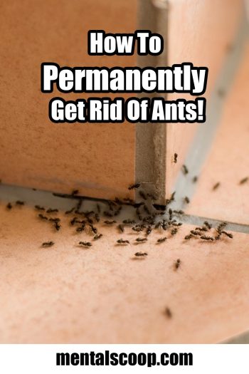 How To Permanently Get Rid Of Ants 350x525 