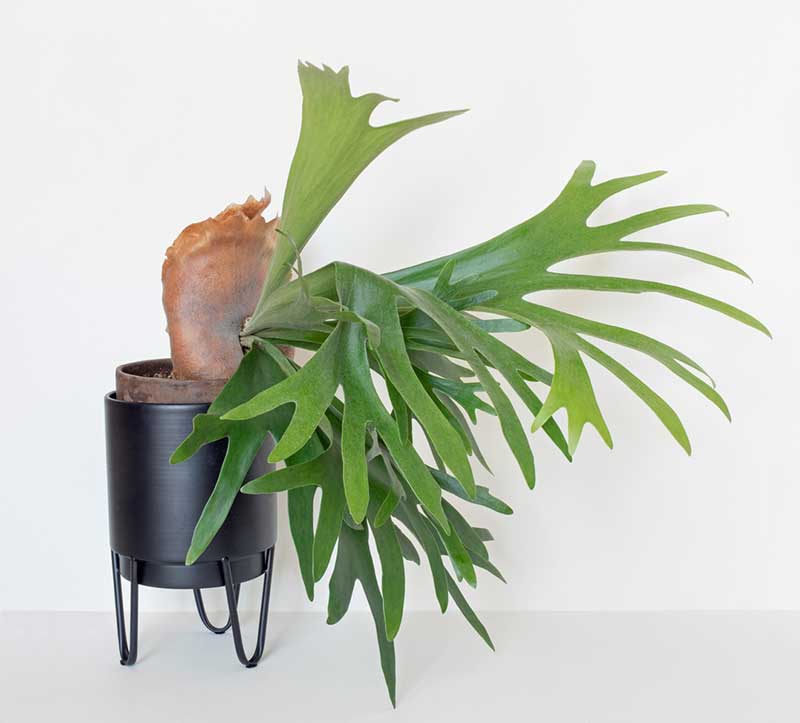 Weirdest Indoor Plants You Can Own - Mental Scoop