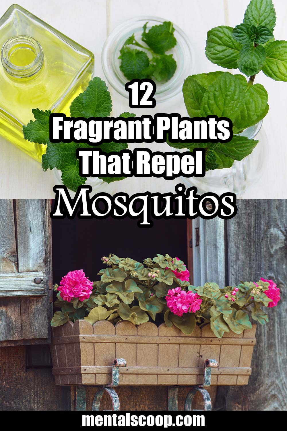 Fragrant Plants That Repel Mosquitoes Mental Scoop