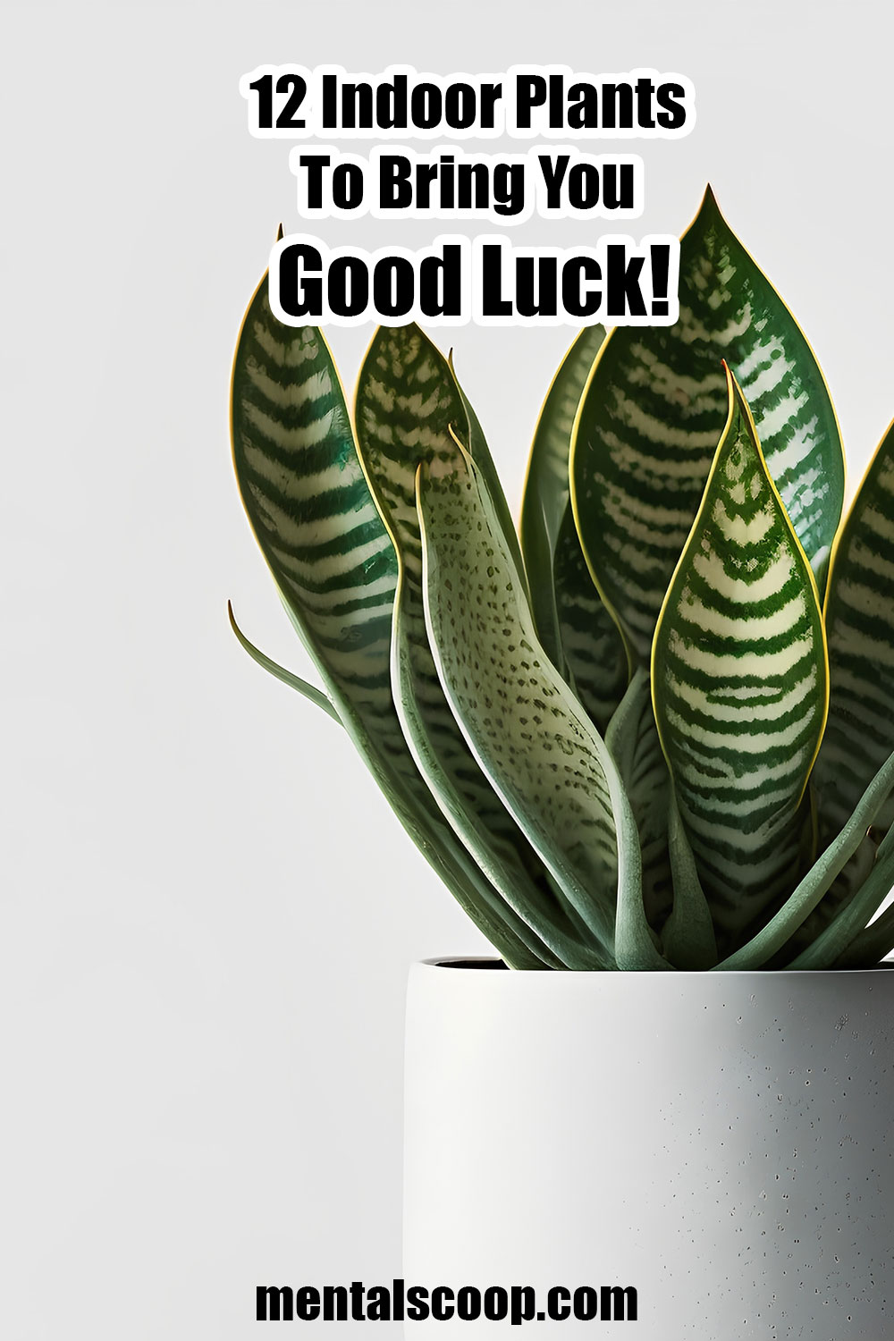 12-indoor-plants-to-bring-you-good-luck-mental-scoop