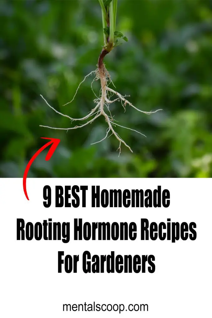 9 Homemade Rooting Hormone Recipes For Gardeners