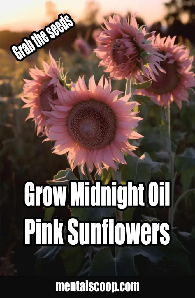 Grow Midnight Oil Pink Sunflowers