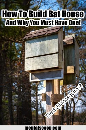 How To Build Bat House And Why You Must Have One Mental Scoop   How To Build Bat House And Why You Must Have One 300x450 