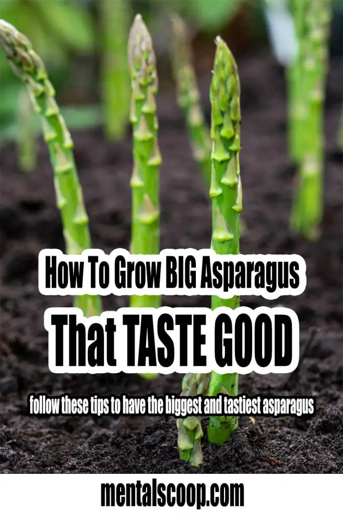 How To Grow BIG Asparagus That TASTE GOOD