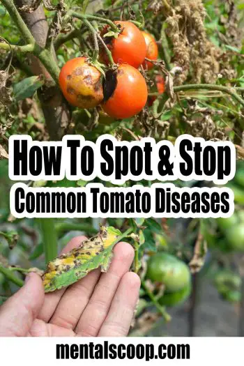 How-To-Spot-Stop-Common-Tomato-Diseases - Mental Scoop