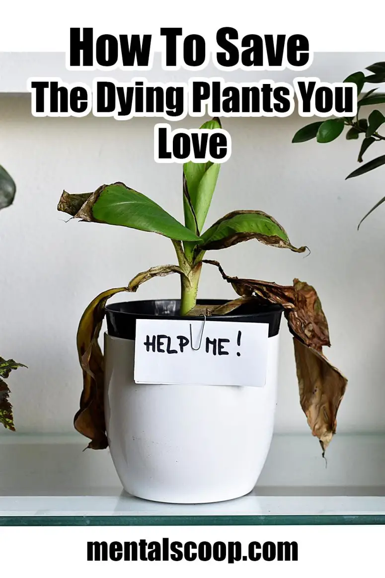 How to save the dying plants you love - Mental Scoop