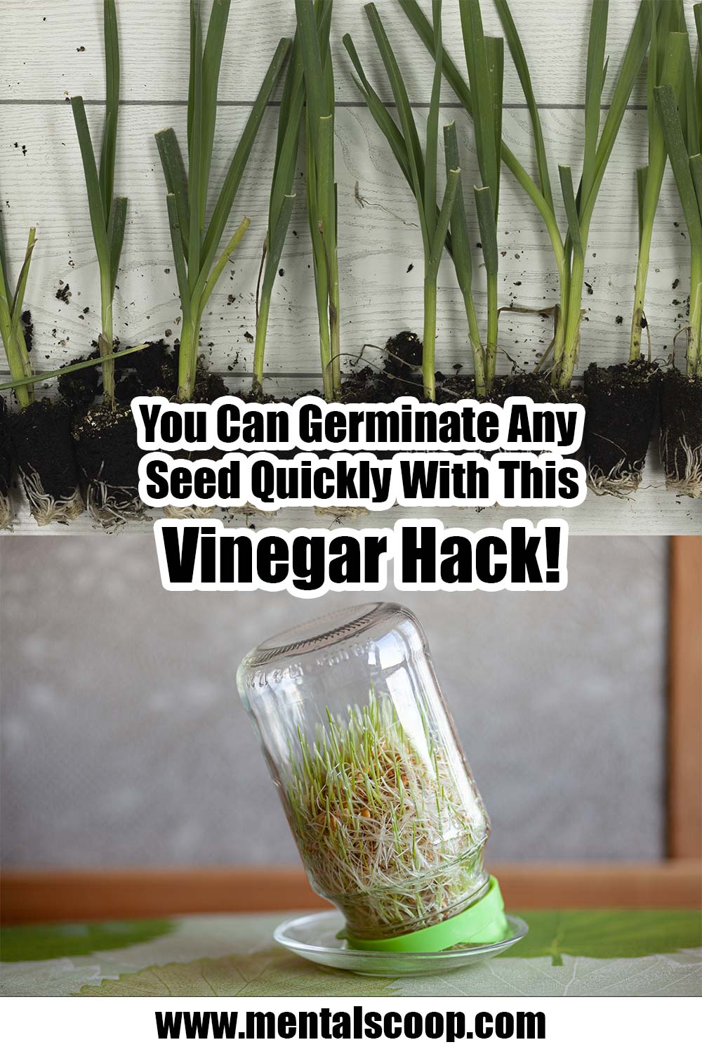 You Can Germinate Any Seed Quickly With This Vinegar Hack Mental Scoop