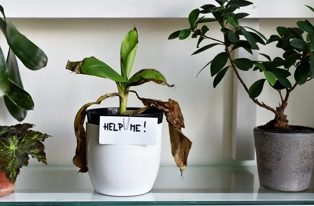 How to Save a Dying Houseplant