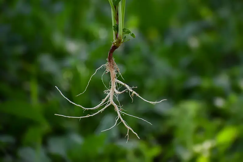 9 Homemade Rooting Hormone Recipes For Gardeners