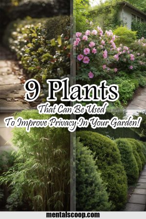 9 Plants That Can Be Used To Improve Privacy In Your Garden! - Mental Scoop