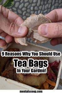 9 Reasons Why You Should Use Tea Bags In Your Garden! - Mental Scoop
