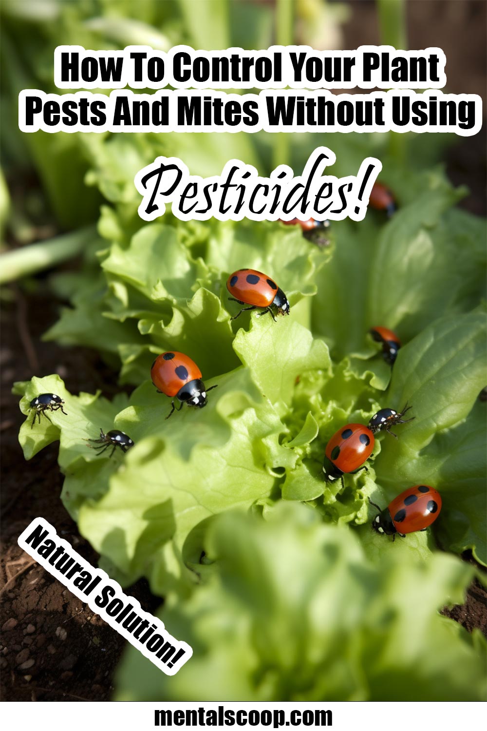 How To Control Your Plant Pests And Mites Without Using Pesticides ...