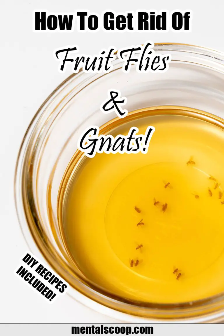 how to get rid of gnats and fruit flies in your house