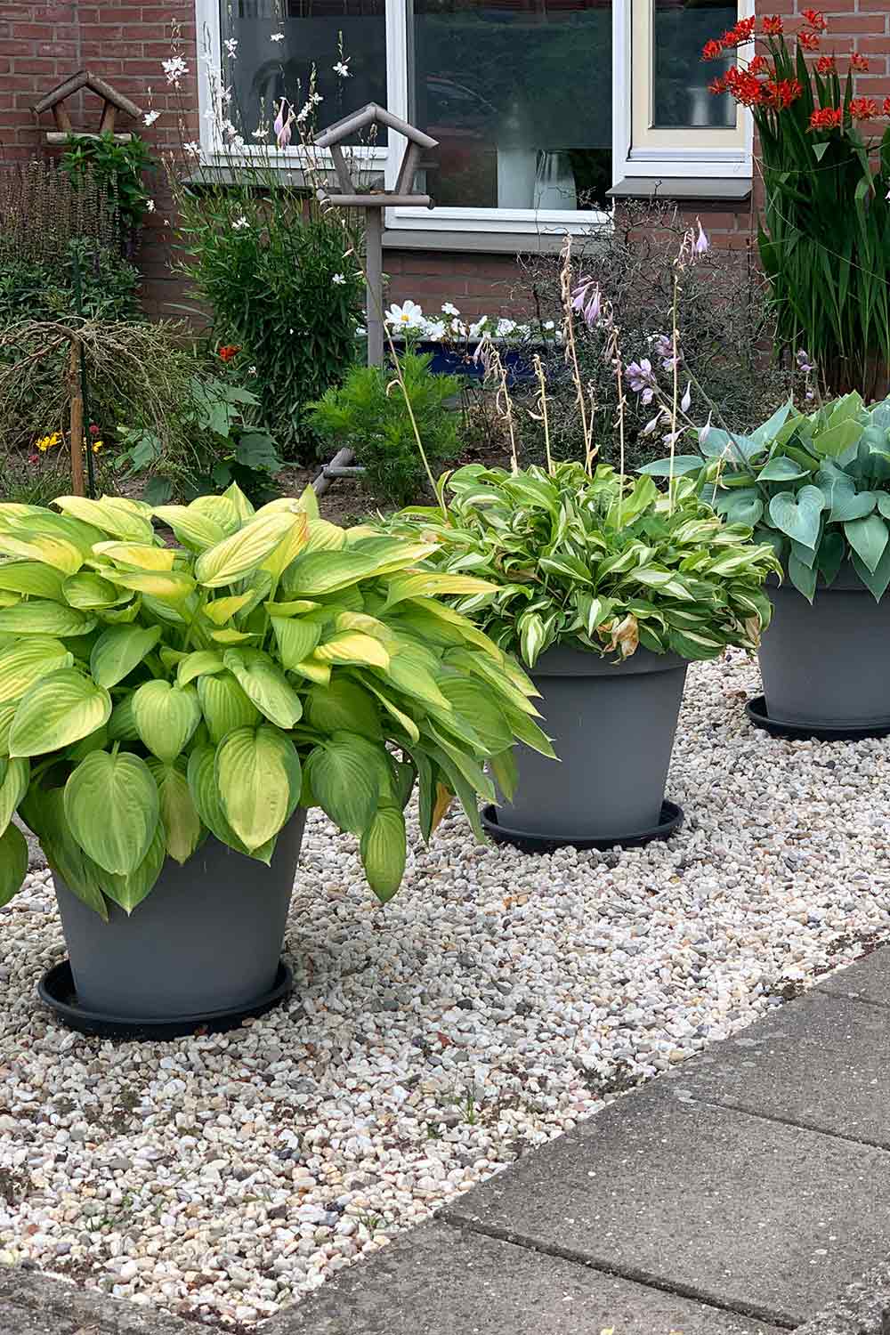 default-9-Captivating-Hosta-Varieties-to-Transform-Your-Garden ...