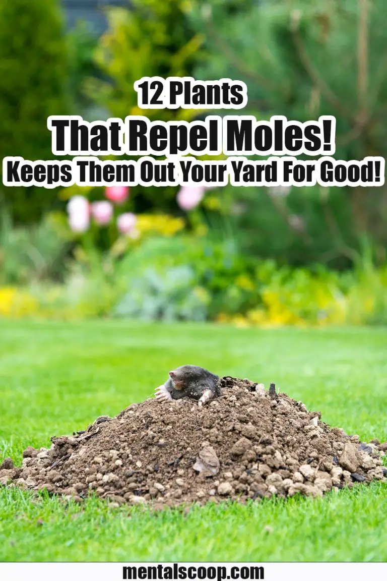 12 Plants That Repel Moles! Keeps Them Out Your Yard For Good! - Mental ...