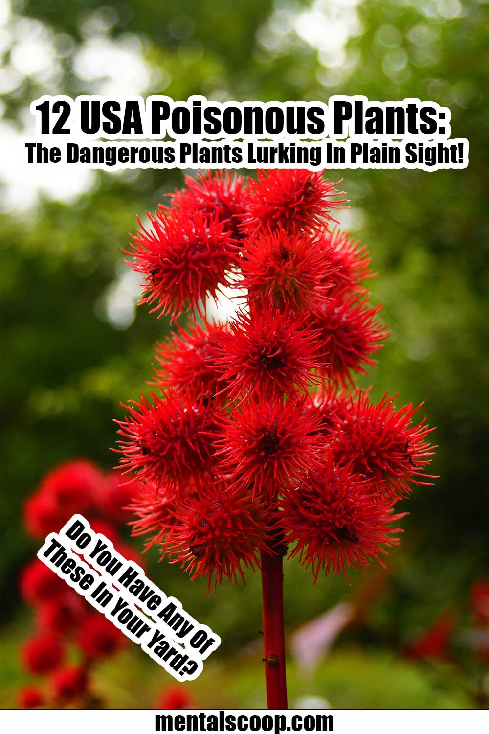 usa-poisonous-plants-the-dangerous-plants-lurking-in-plain-sight