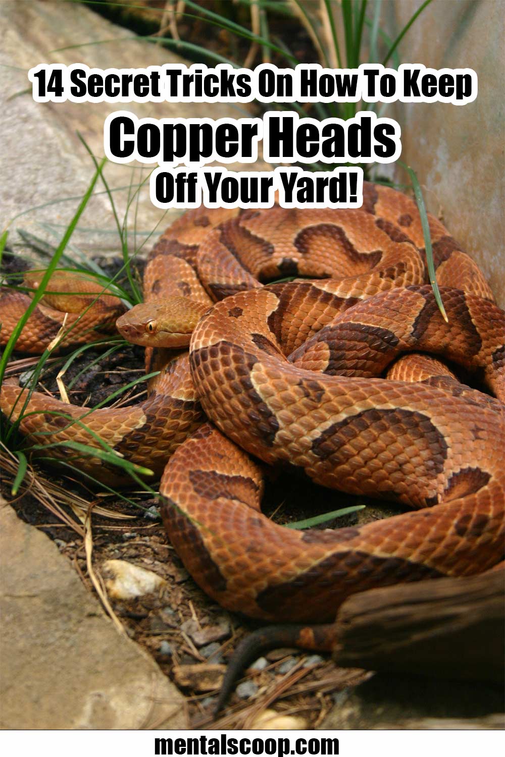 14 Secret Tricks On How To Keep Copper Heads Off Your Yard! - Mental Scoop