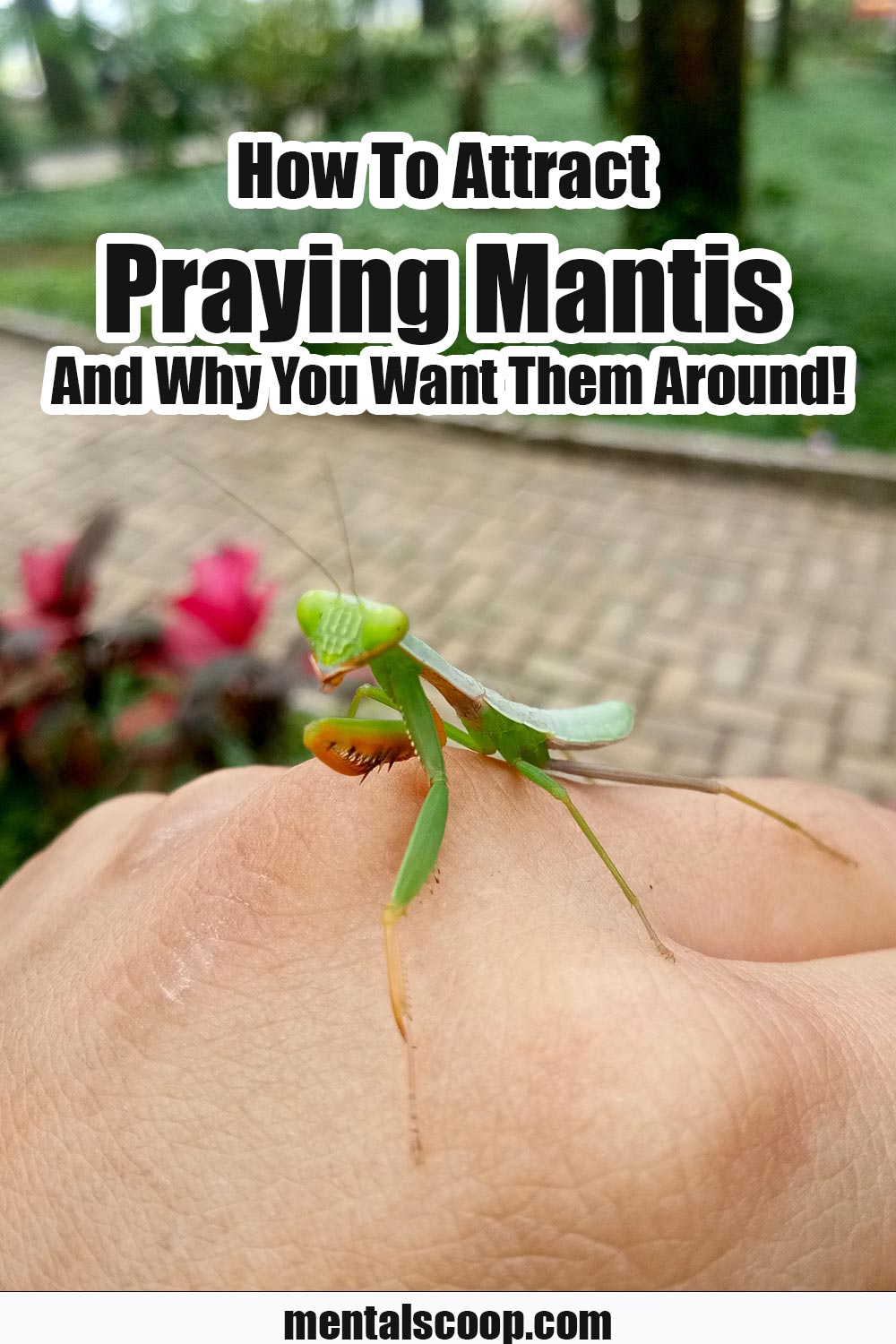 How-To-Attract-Praying-Mantis-And-Why-You-Want-Them-Around - Mental Scoop