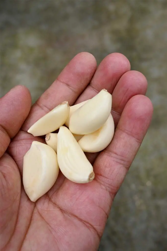 Master Gardener: The wonder of garlic and fall planting