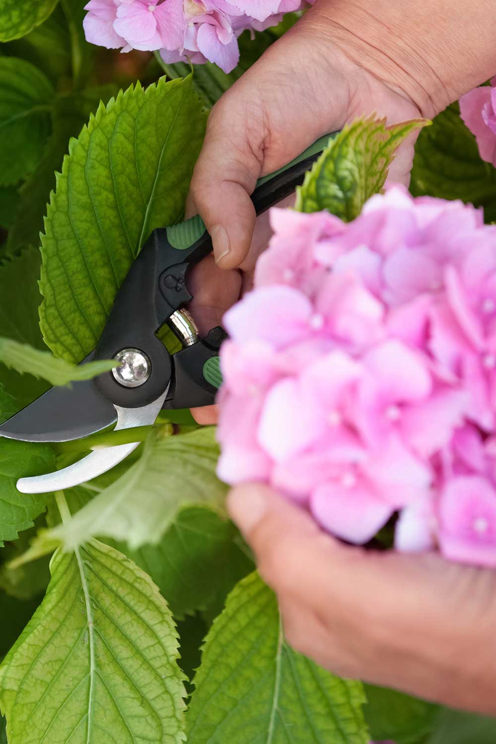 how-to-take-hydrangea-cuttings-in-late-summer-the-perfect-time