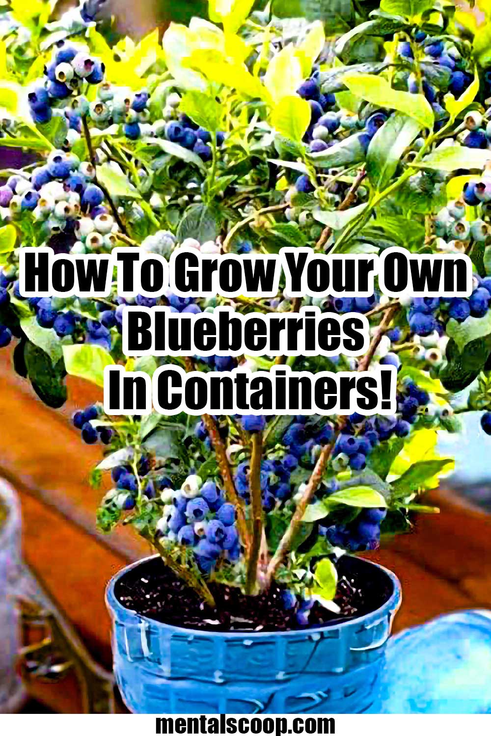 How To Grow Your Own Blueberries In Containers! Mental Scoop