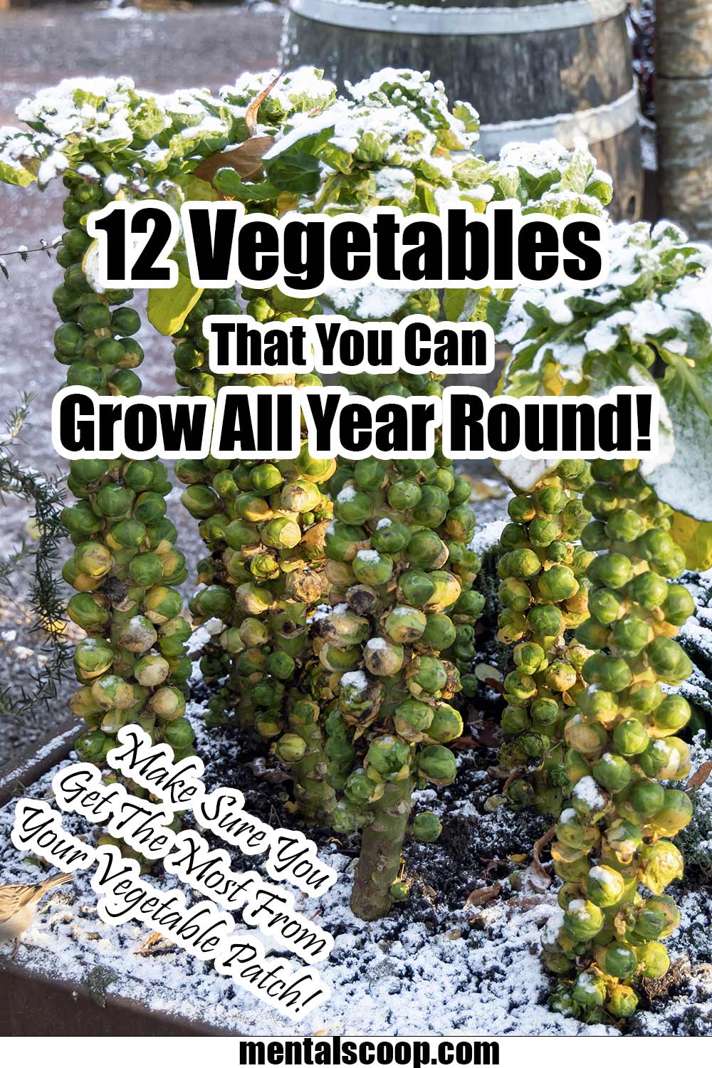 What Veg Can You Grow All Year Round Uk