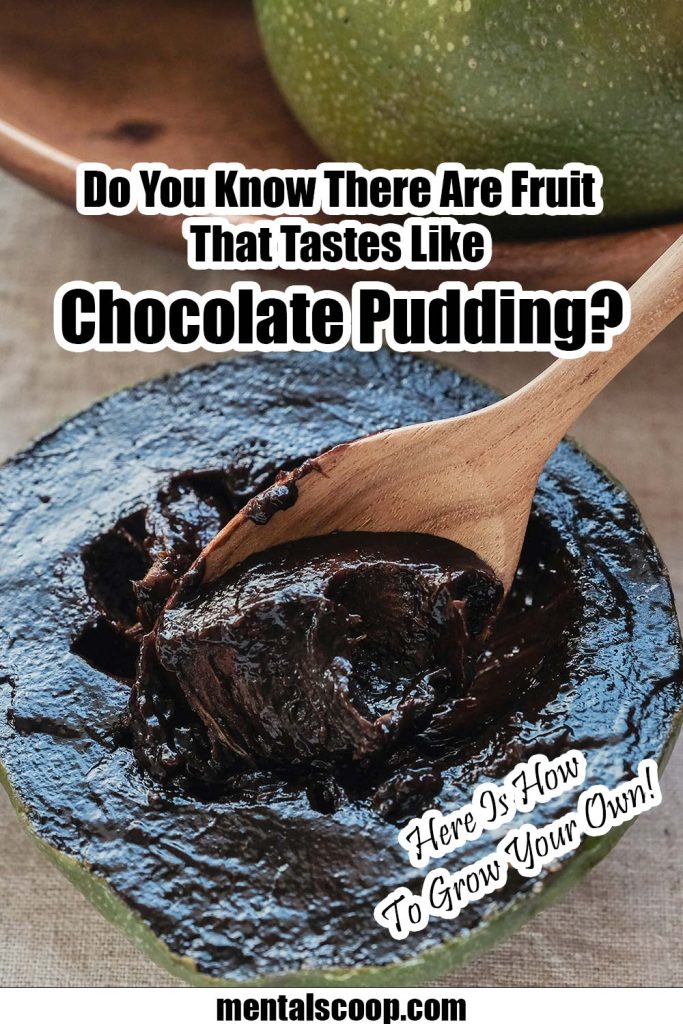 https://www.mentalscoop.com/wp-content/uploads/2023/10/Chocolate-Pudding-Fruit-683x1024.jpg