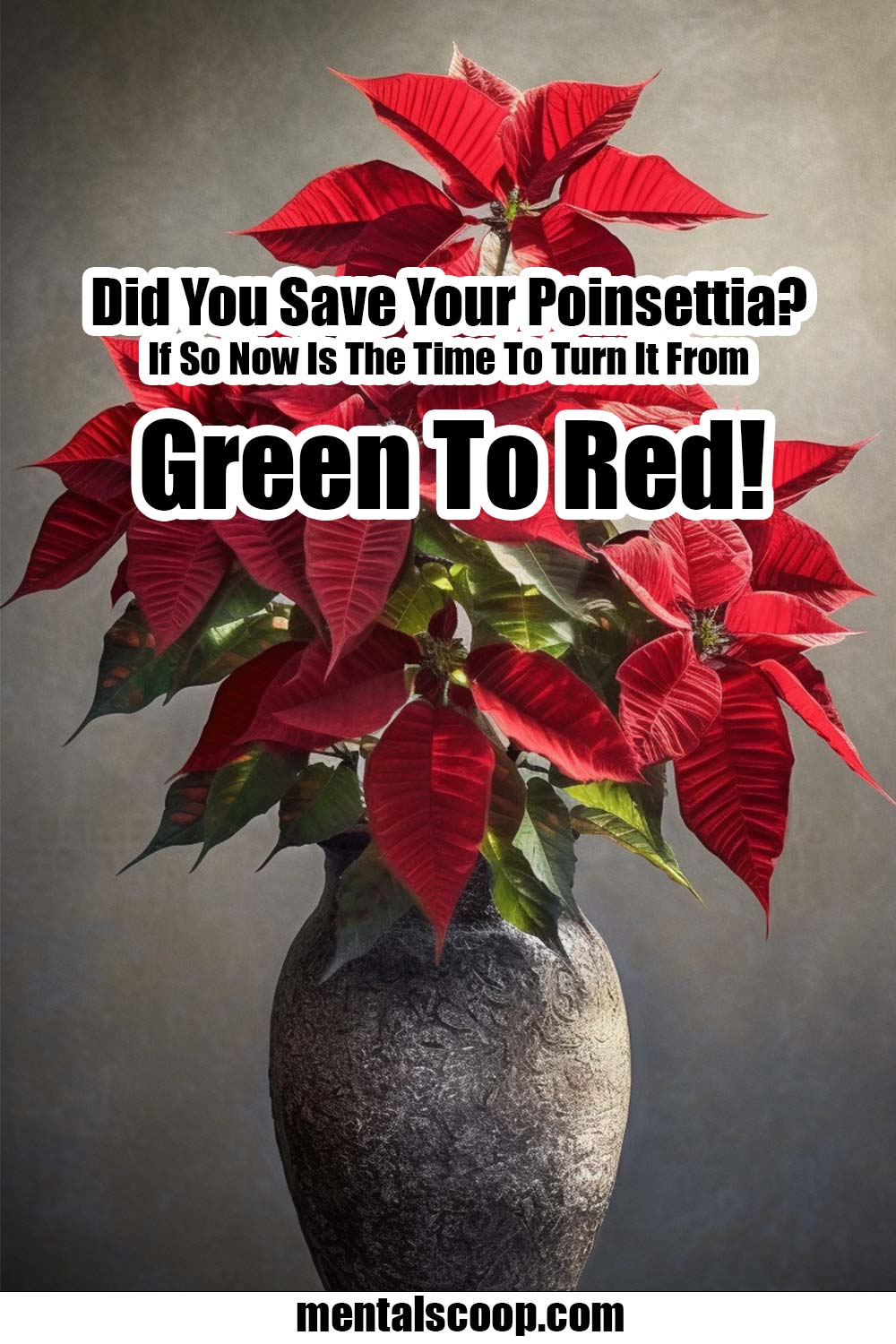 Did You Save Your Poinsettia? If So Now Is The Time To Turn It From ...