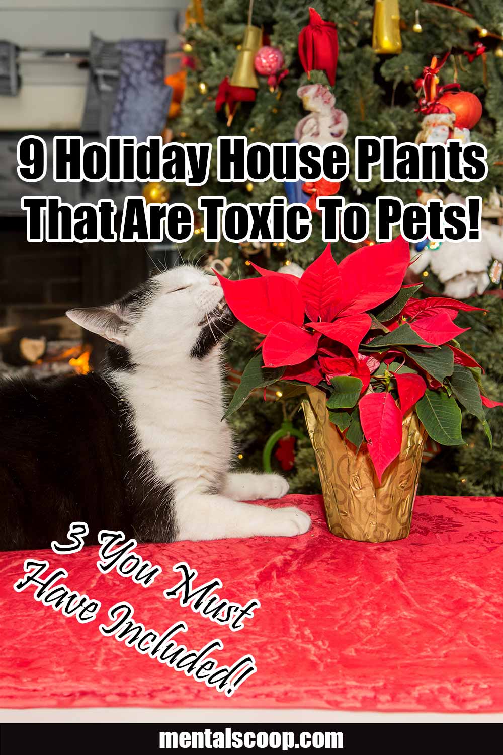 9 Holiday House Plants That Are Toxic To Pets & 3 You Must Have ...