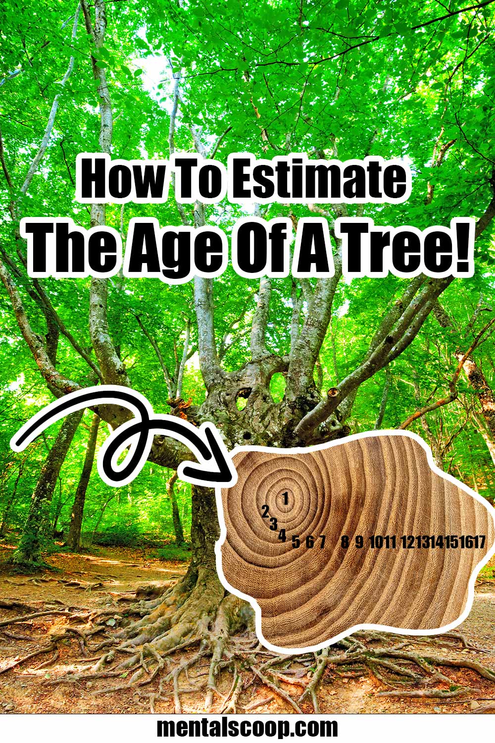 How To Estimate The Age Of A Tree! Mental Scoop